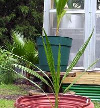 tissue cultured date plants