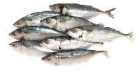 indian mackerels