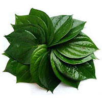 Betel Leaf