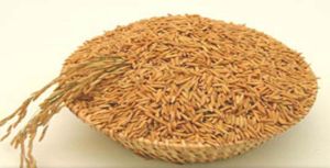 Rice Bran