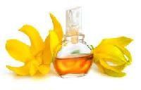 Ylang Ylang Oil