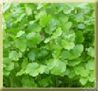 Coriander