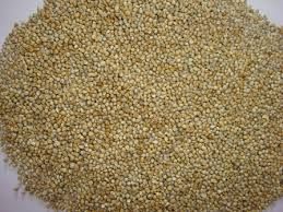 Pearl Millet