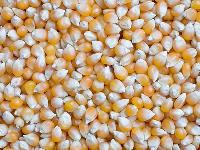 Yellow Maize Seeds