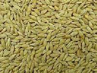 Barley Seeds