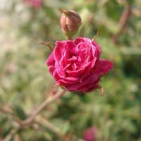 Fresh Button Rose Flower