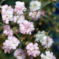 Fresh Gypsophila Flower