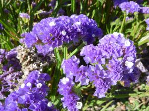 Fresh Limonium Flower