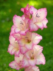 Fresh Gladiolus Flower