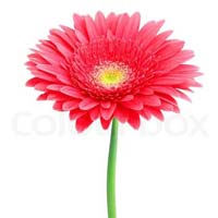 Fresh Red Gerbera Daisy Flower