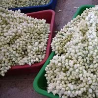 Jasmine Flowers in India