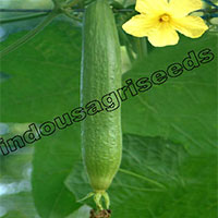 Indo Us 900 Sponge Gourd F1 Hybrid Seeds