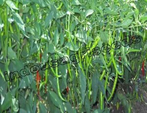 Indo Us 945 F1 Hybrid Pepper Seeds