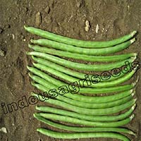 Indo Us Indu Cowpea F1 Hybrid Seeds