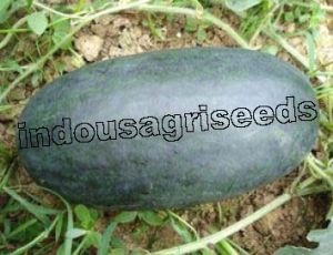 Indo Us Kareena Watermelon F1 Hybrid Seeds