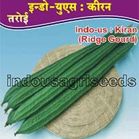 Indo Us Kiran Op ridge gourd F1 hybrid seeds