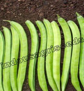 Indo Us Kohinoor Cluster Bean F1 Hybrid Seeds