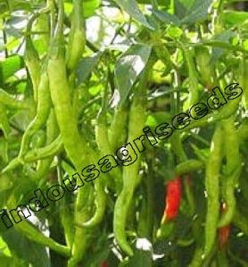 Indo Us Meera OP hybrid chilli seeds