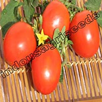 Indo Us 999 Tomato F1 Hybrid Seeds