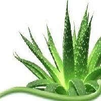 Aloe Vera Leaf