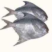 Black Pomfret