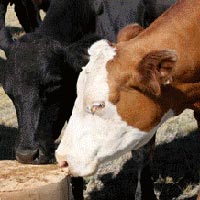 Cattle Feed Supplements