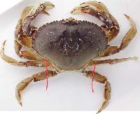 live crab