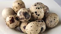 quail eggs
