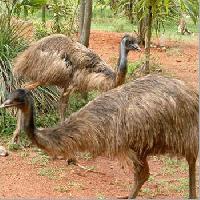 emu meat food