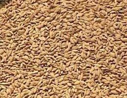 Paddy Seeds