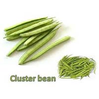 Fresh Cluster Beans