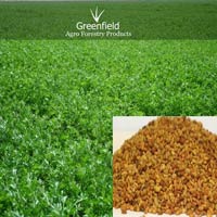 Alfalfa ( Lucerne ), Grass Seeds ( Medicago Sativa )