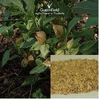 Ashwagandha Medicinal Seeds ( Withania somnifera )