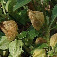 Ashwagandha Seeds