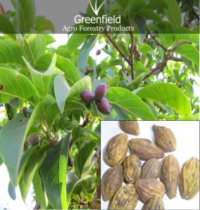 Harra Medicinal Seeds ( Terminalia chebula )