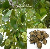 Red sandal Tree Seeds ( Pterocarpus Santalinus )