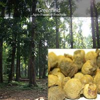 Untreated Teak tree seeds ( Tectona grandis )