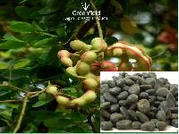 Vilayati Imli fruit seeds ( Pithecellobium Dulce )
