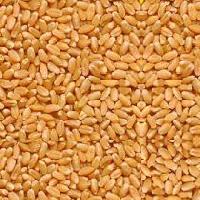 Wheat Seeds