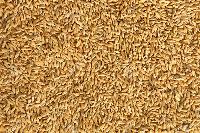 wheat grain seed