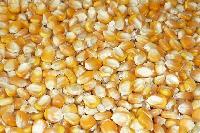 Yellow Corn Seeds