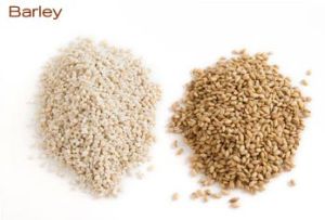 Barley Seeds