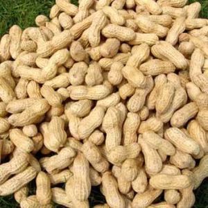 Indian Ground Nuts