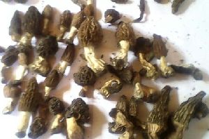 Wild Morels Mushrooms
