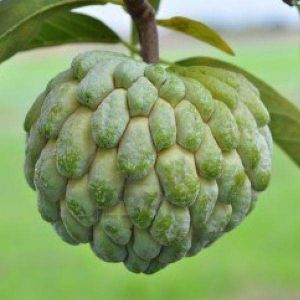 Fresh Custard Apple