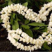 Jasmine Flower Garlands