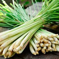 Fresh Lemongrass