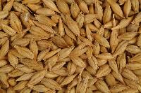 barley malt