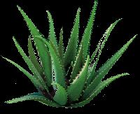 Aloe Vera Powder