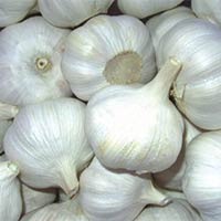 Fresh Garlic